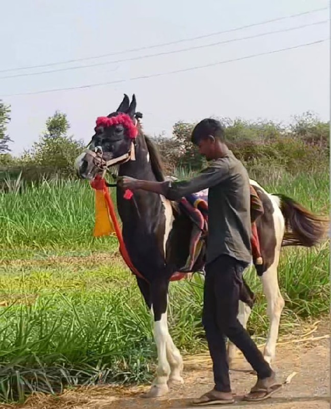 કોયભાઈનીપાસે