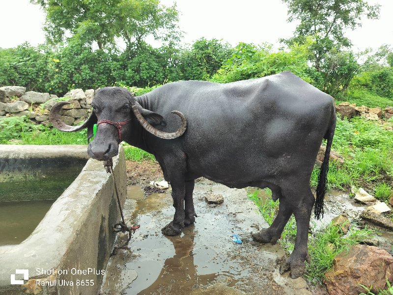 ભેંસ વેચવાની છે