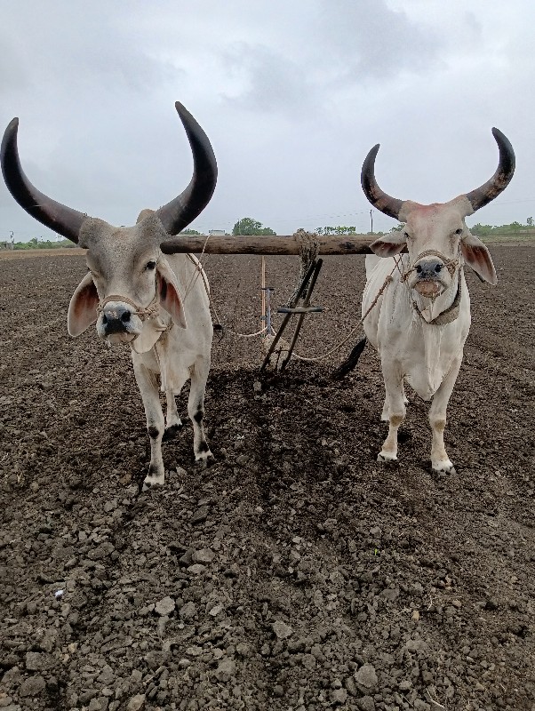 બળદ ગોઢલા વેસવા...