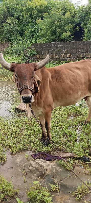 ગાય