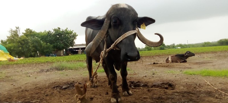 ભેસ વેચાવ છે