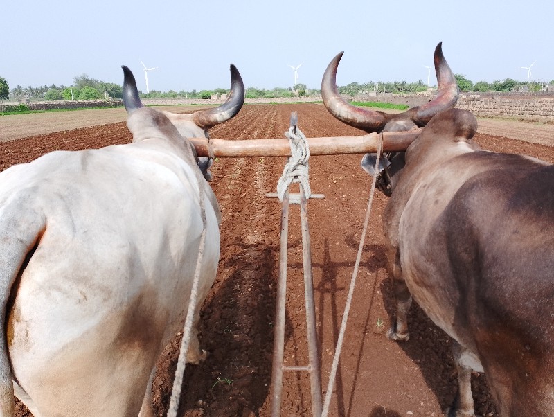 બળદ વેચવાના છે