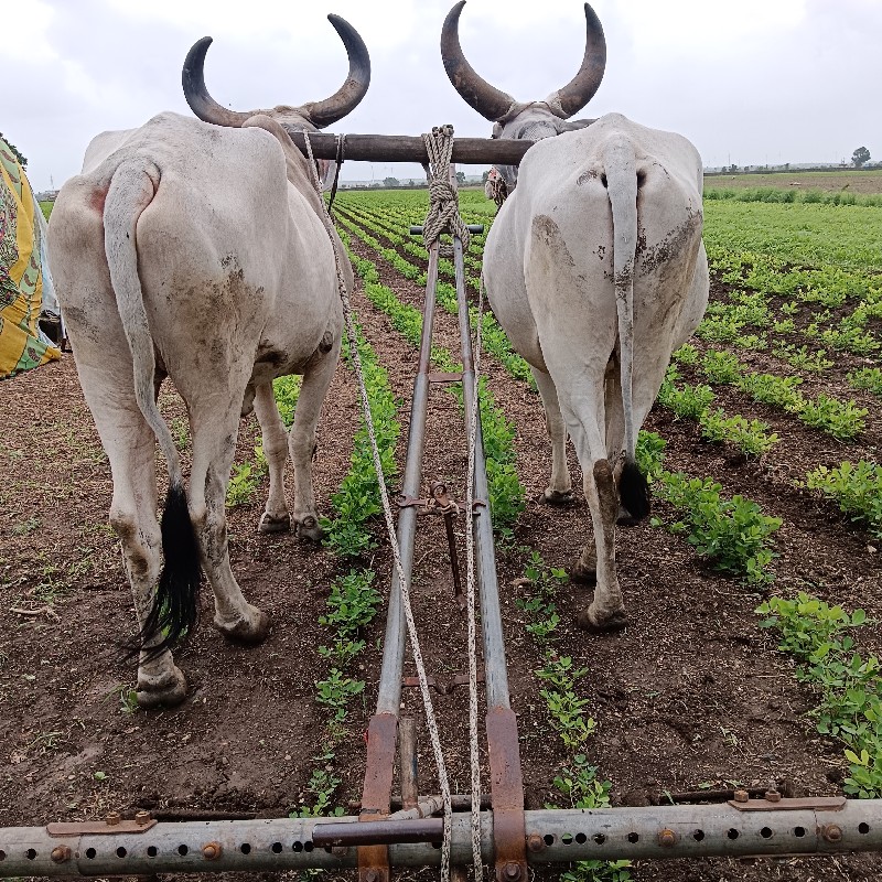 ગોધલા બલદ વેંચવ...