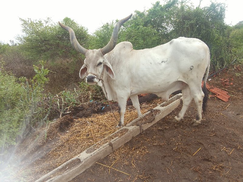 ઓળખી ગામ તાલુકો