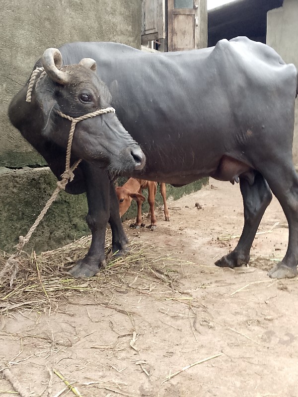 ભેંસ વેસવી ઘાભણ...