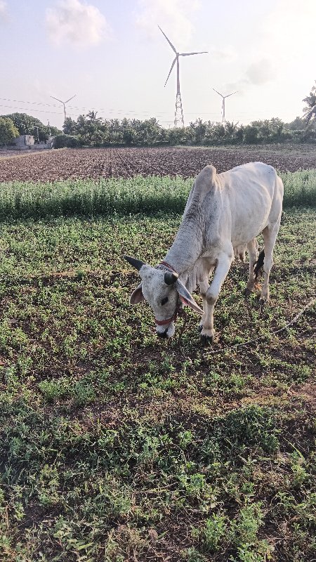 પેલી ધર