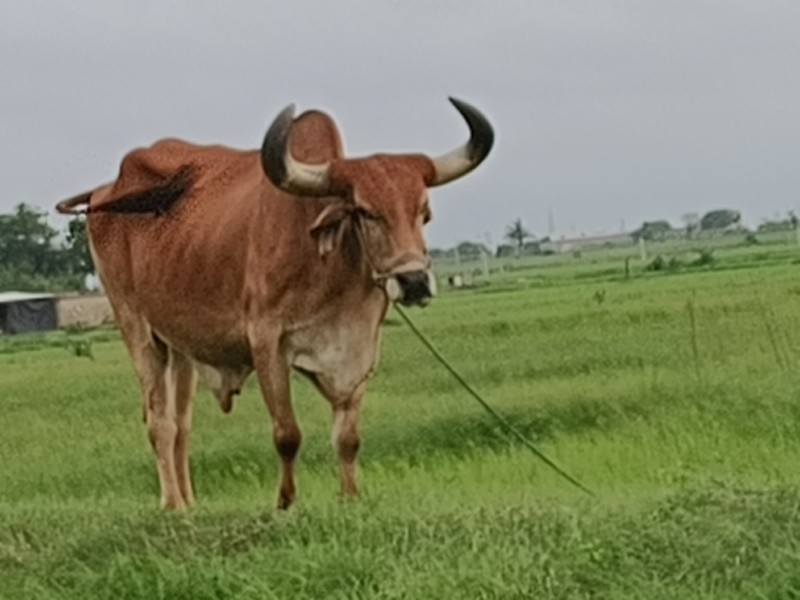 બળદ વેચવા ના છે