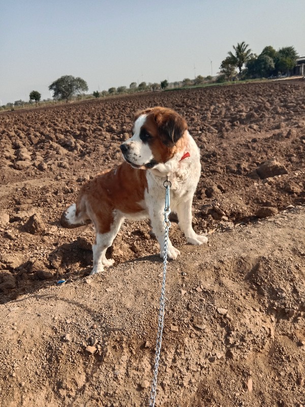 સેન બનર