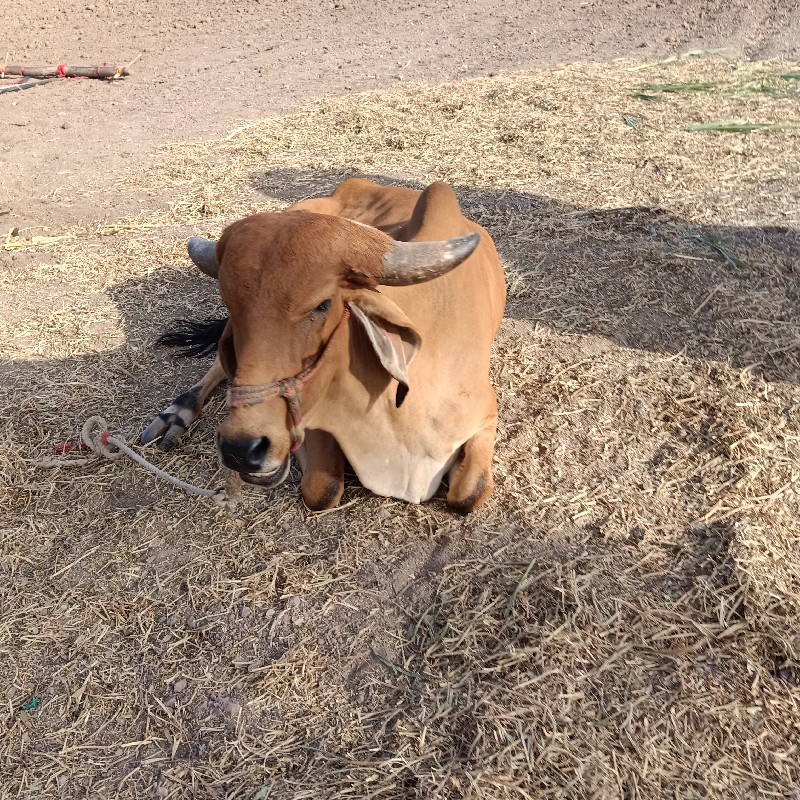 ગાય‌ વેચવાનીછે‌