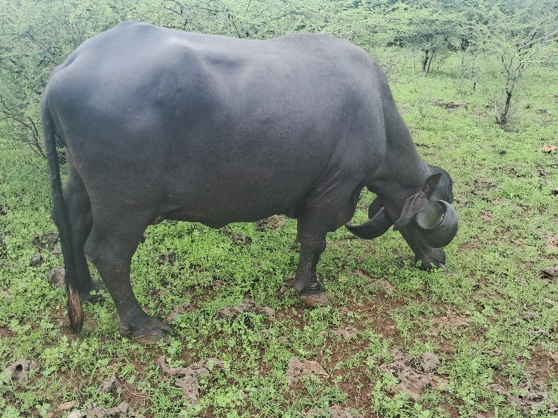 ભેંસ વેચવાની છે