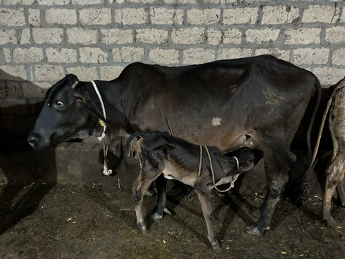 ગીર ક્રોસ ગાય વ...