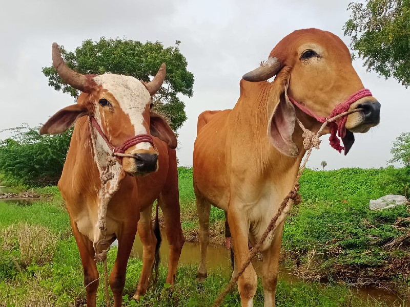 ગોધલા