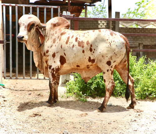 પશુઓની પ્રાથમિક...