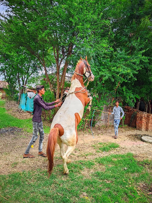 ઘોડી વેચવાની છે