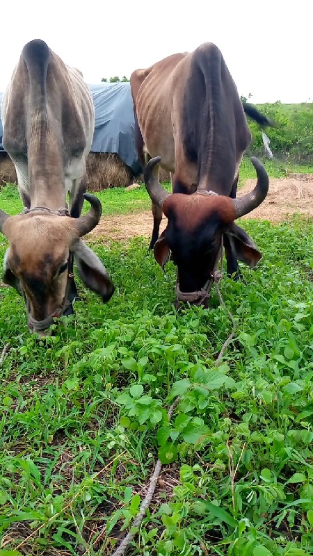 બળદ વેચવાના છે...