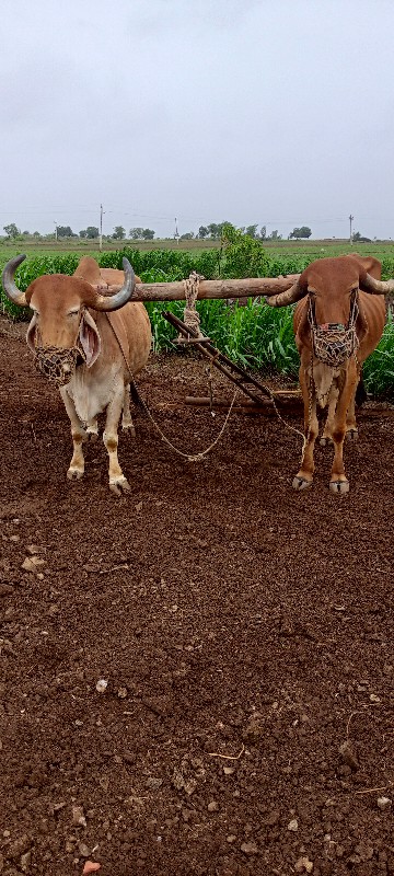 બળદ વેચવાના છે