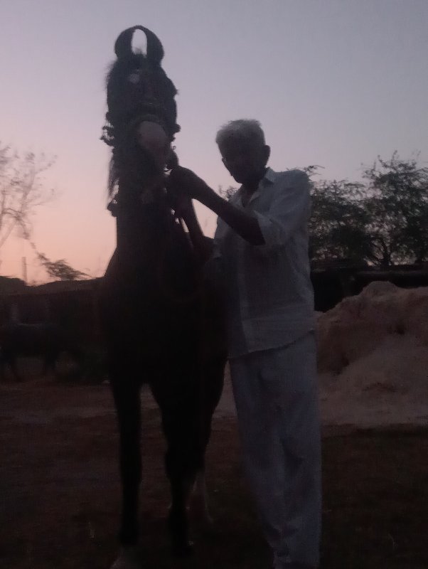 વછેરી વેચવાની છ...