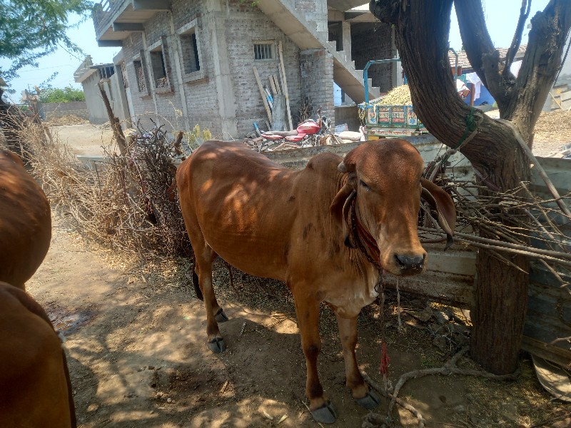 હોકડીયુ વેચાવ છ...