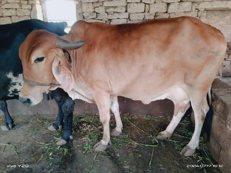 ગાય વેશવાની છે