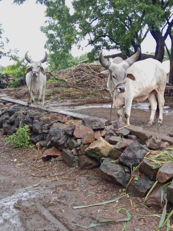 ગોઢલા વેચવાના છ...