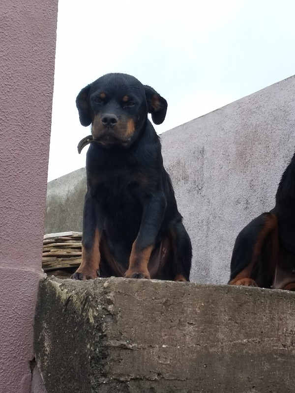 rottweiler dog...