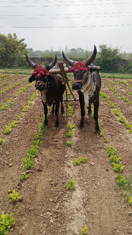 ગોંઢલા  વેચવાના...