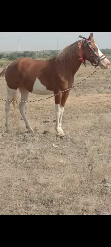 આ ઘોડી વેચવાની...