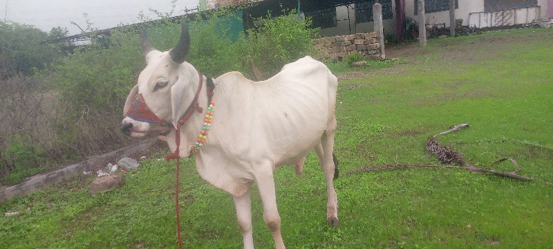 ગોઢલા વેચવાના છ...