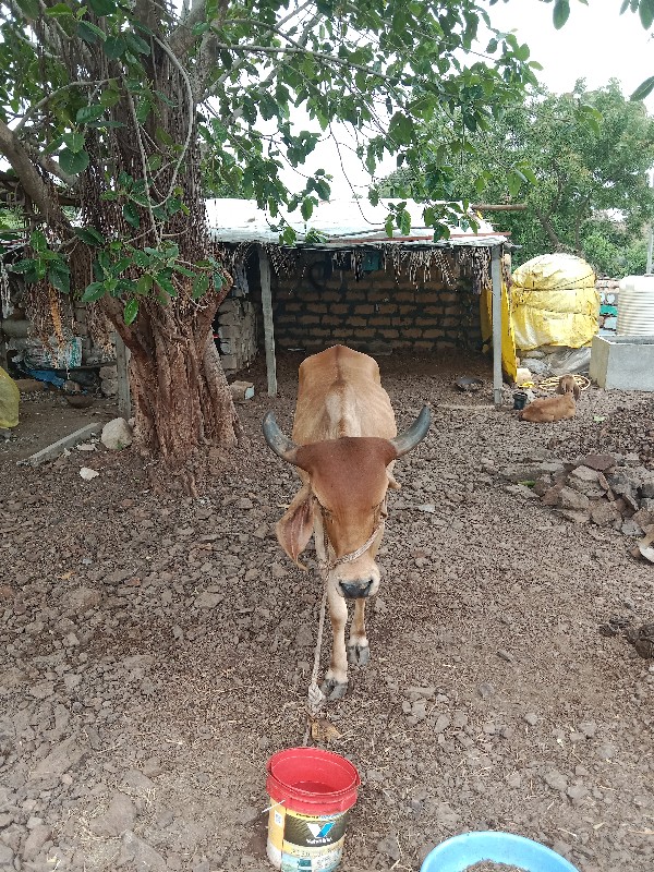 ગાય વેચવાની છે