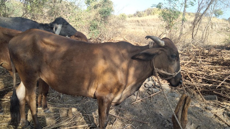 ત્રણ વર્ષ ની ઓડ...