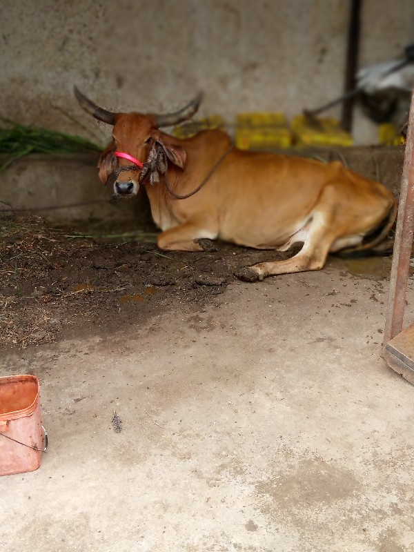 ગાય વેશવાનીસે