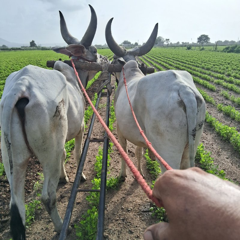 ગોઢલા વેચવા ના...