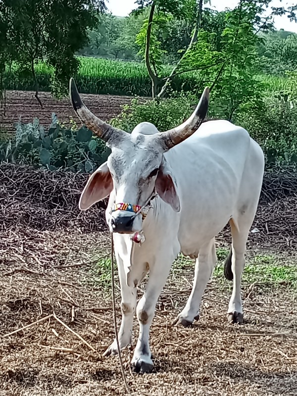 બીજી વાવણીના બળ...