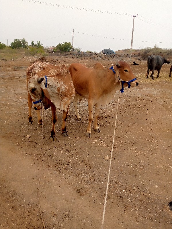 ગોધલા વેચવા ના...