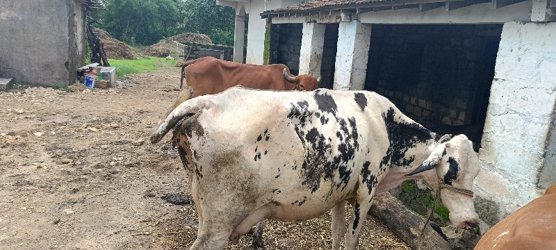 ગાય