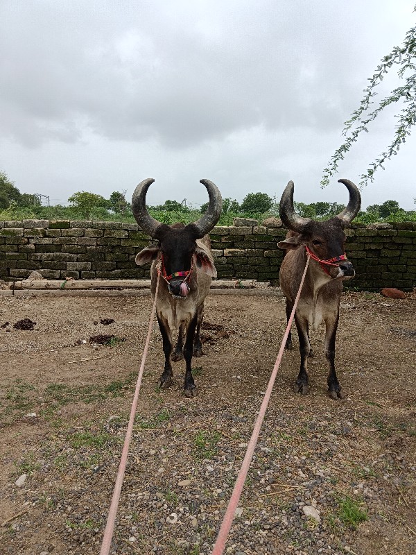 બળદ વેચવાના છે