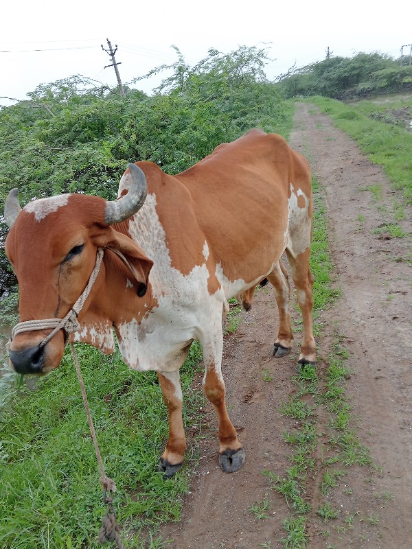 ગોધલો