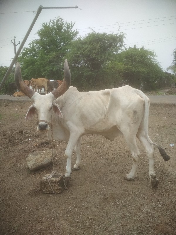 જુનાગઢ મેંદરડા...