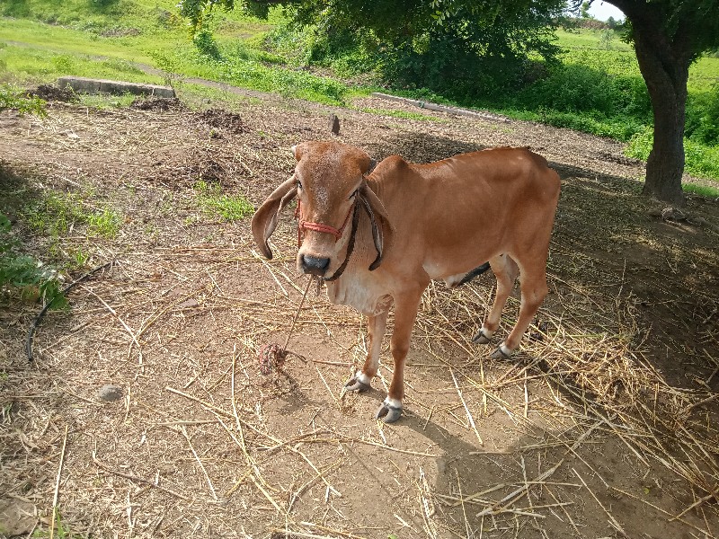 વાછડી વેચવાની છ...