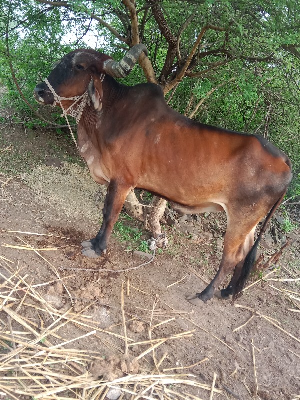 બળદ વેચવાનોછે