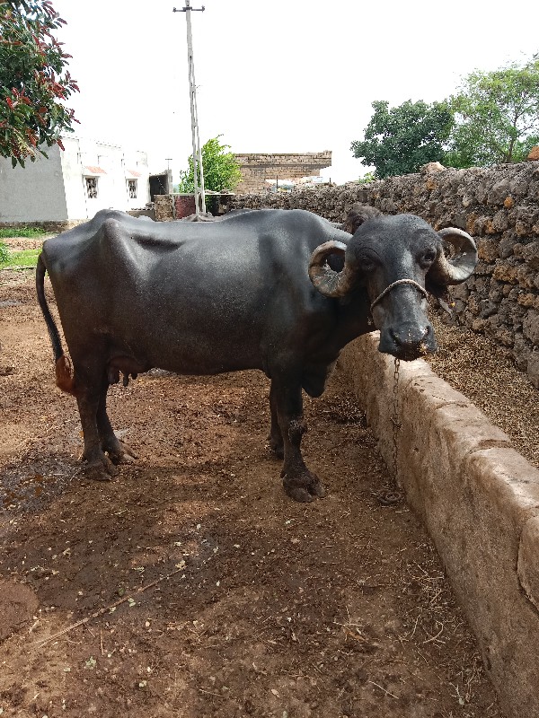 ભેંસ વેચવાની છે