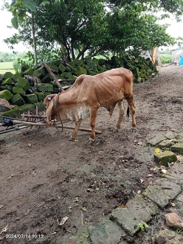 બળદ વેચવાનો છે