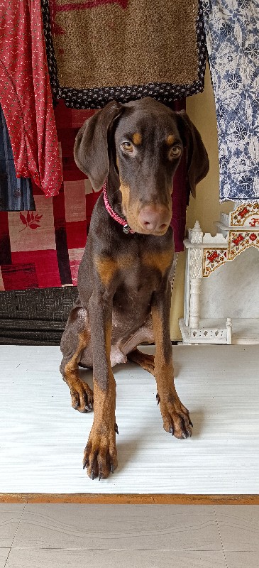 Doberman male p...