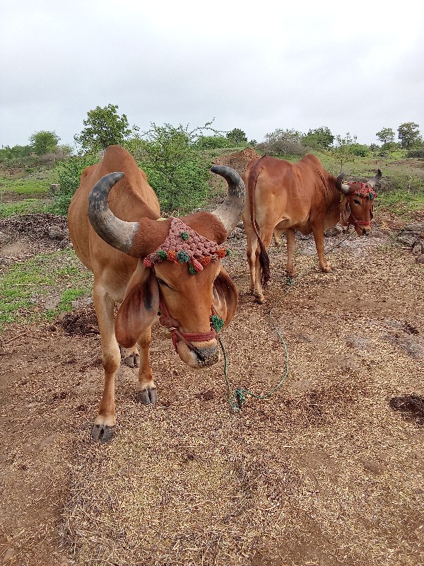 ગોડલાવેચવાનાસે