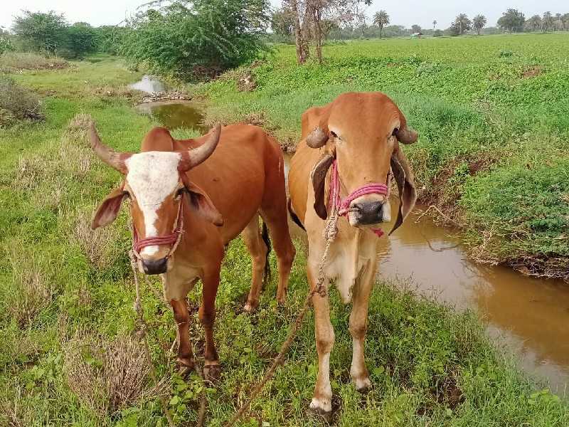 ગોધલા