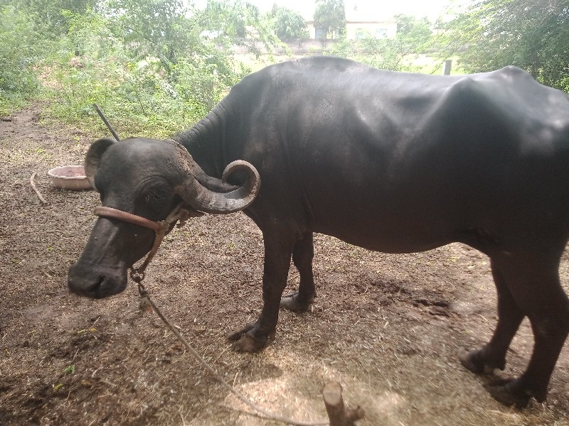 પેલુવેતરછે