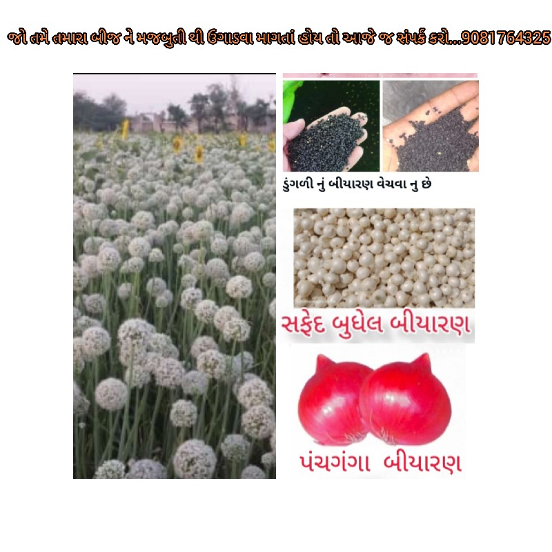 ડુંગળી નું બિયા...