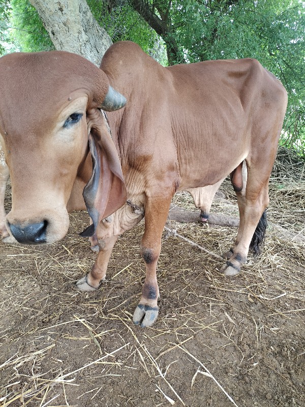 દેસી ગીર ‌વાછડો...