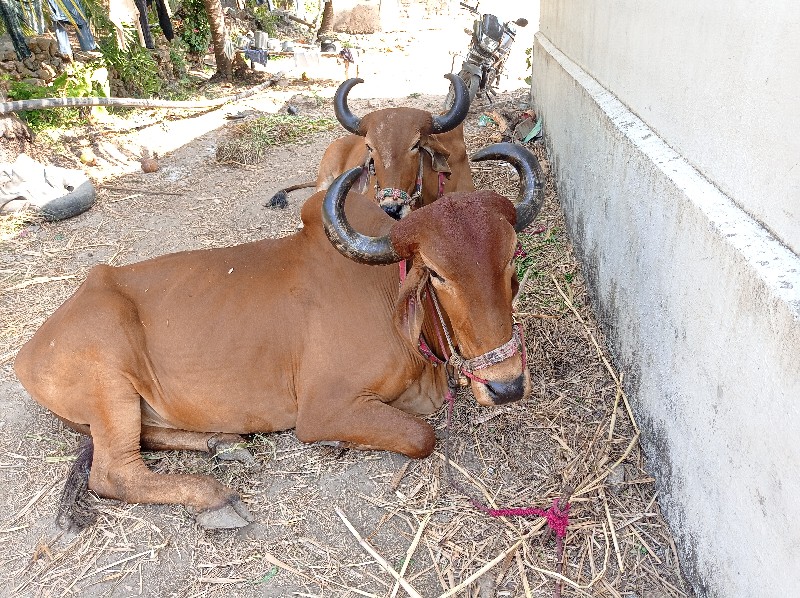 બડદ વેશવાના છે