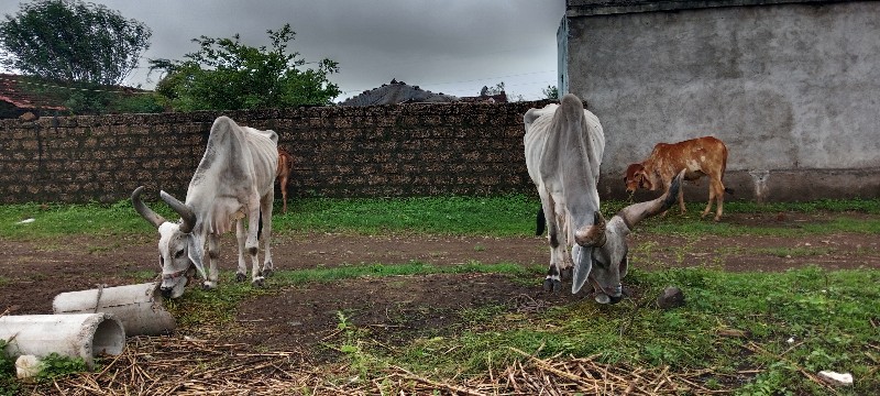 બળદ વેચવાના છે